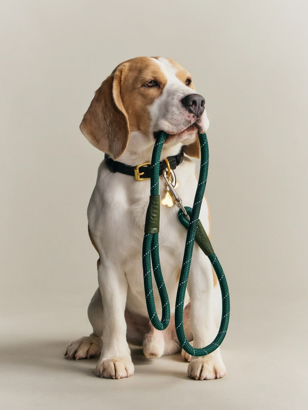 Dog Leashes