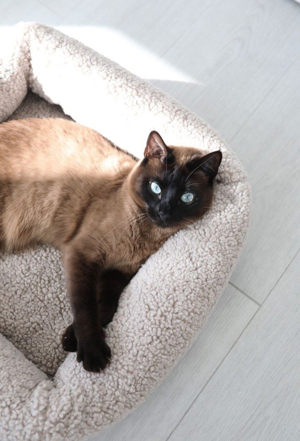 Pet essentials for everyday routines