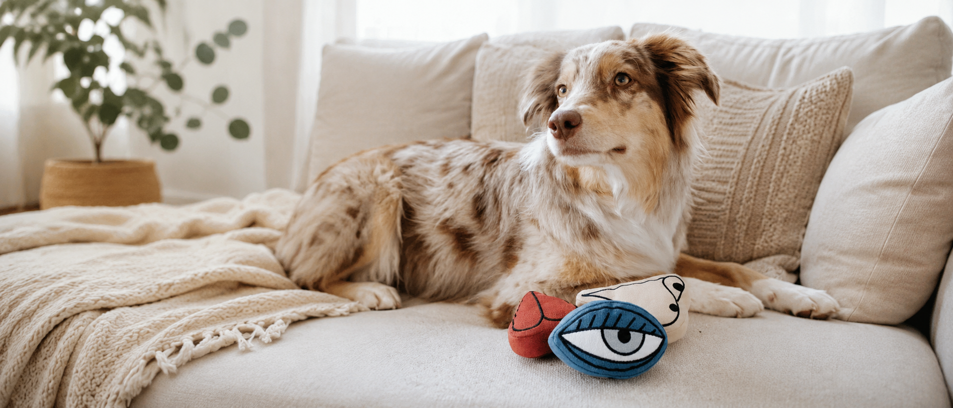 Pet enjoying a playful and comfortable everyday moment