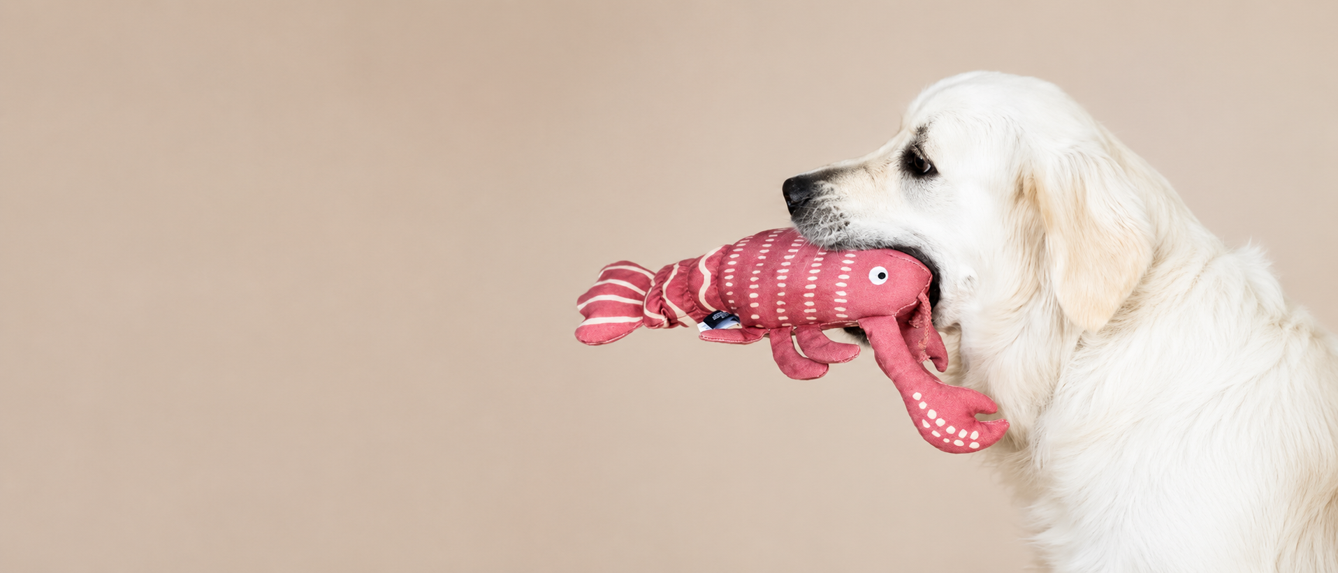 Happy dog holding a soft pet toy